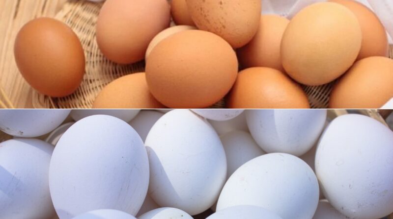 White vs Brown Eggs difference